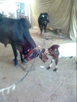 bakra vs bail